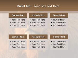 Stare Roar Africa PowerPoint Template