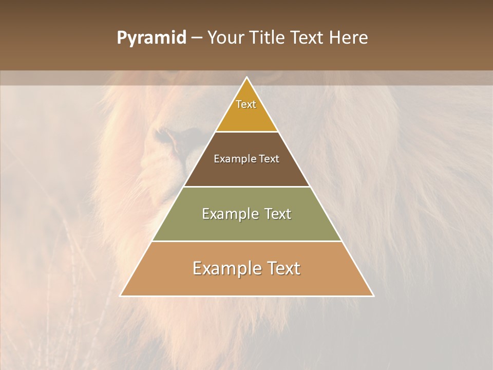 Stare Roar Africa PowerPoint Template