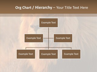 Stare Roar Africa PowerPoint Template