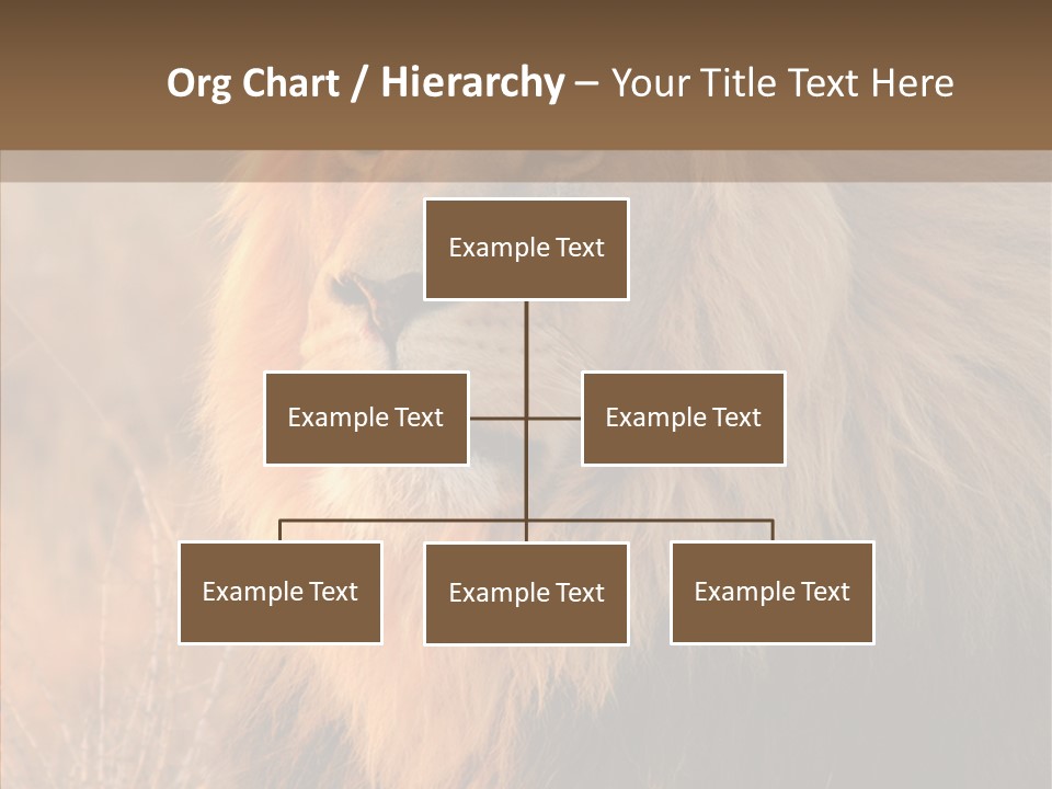 Stare Roar Africa PowerPoint Template