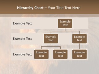 Stare Roar Africa PowerPoint Template