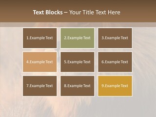 Stare Roar Africa PowerPoint Template