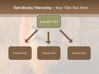 Stare Roar Africa PowerPoint Template