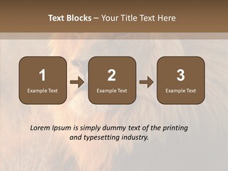 Stare Roar Africa PowerPoint Template