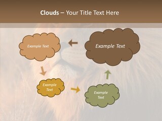 Stare Roar Africa PowerPoint Template