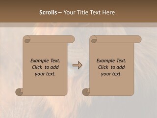 Stare Roar Africa PowerPoint Template