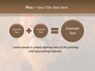 Stare Roar Africa PowerPoint Template