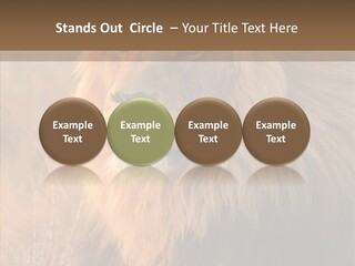 Stare Roar Africa PowerPoint Template