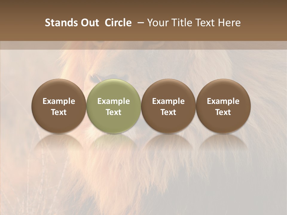 Stare Roar Africa PowerPoint Template