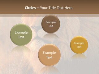 Stare Roar Africa PowerPoint Template