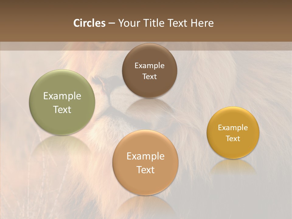 Stare Roar Africa PowerPoint Template