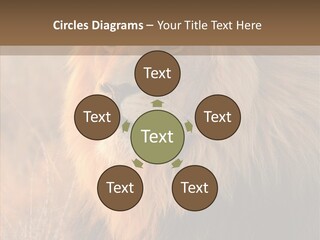 Stare Roar Africa PowerPoint Template