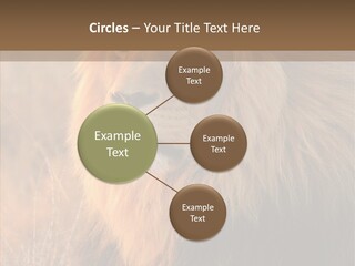 Stare Roar Africa PowerPoint Template