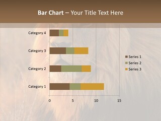 Stare Roar Africa PowerPoint Template