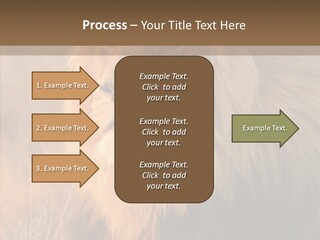Stare Roar Africa PowerPoint Template