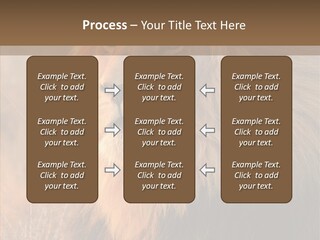 Stare Roar Africa PowerPoint Template
