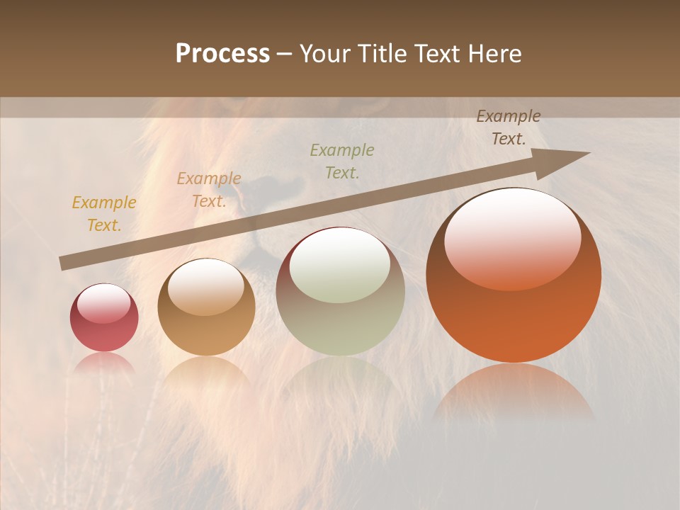 Stare Roar Africa PowerPoint Template