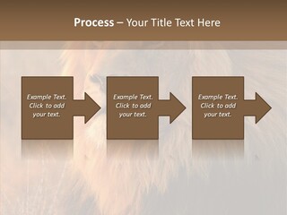 Stare Roar Africa PowerPoint Template
