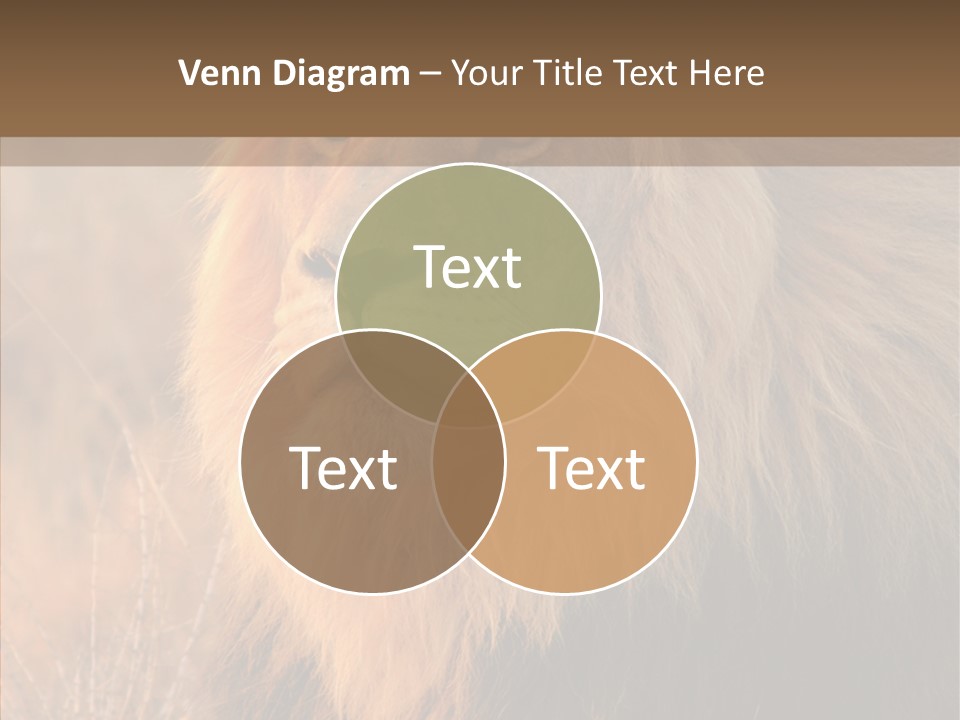 Stare Roar Africa PowerPoint Template