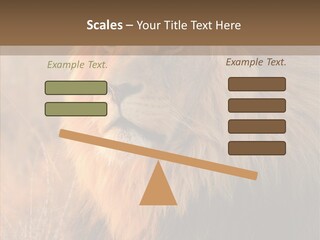 Stare Roar Africa PowerPoint Template