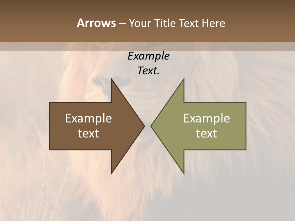 Stare Roar Africa PowerPoint Template