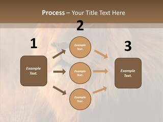 Stare Roar Africa PowerPoint Template