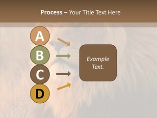 Stare Roar Africa PowerPoint Template