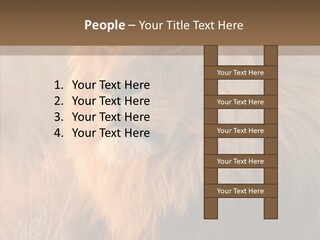 Stare Roar Africa PowerPoint Template