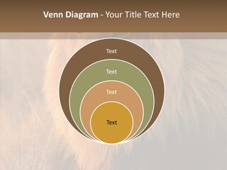 Stare Roar Africa PowerPoint Template