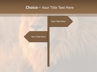 Stare Roar Africa PowerPoint Template