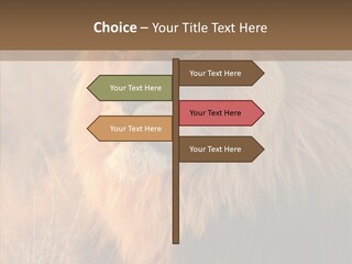 Stare Roar Africa PowerPoint Template