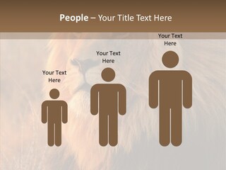 Stare Roar Africa PowerPoint Template