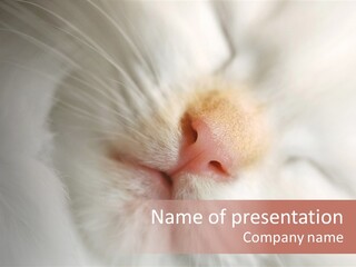 Puss Animal Beauty PowerPoint Template