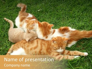 Pussy Whiskers Pet PowerPoint Template
