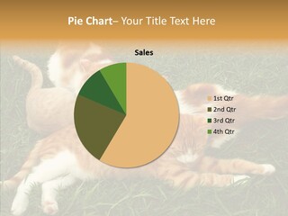 Pussy Whiskers Pet PowerPoint Template