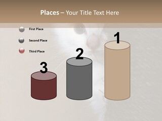 Fluffy Post Hiding PowerPoint Template