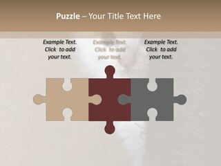 Fluffy Post Hiding PowerPoint Template