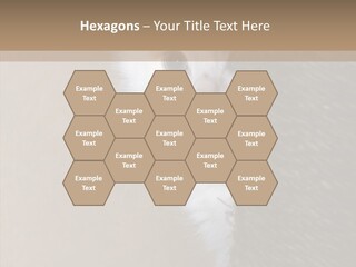 Fluffy Post Hiding PowerPoint Template