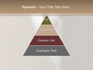 Fluffy Post Hiding PowerPoint Template
