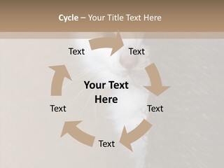 Fluffy Post Hiding PowerPoint Template