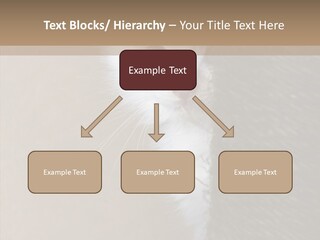 Fluffy Post Hiding PowerPoint Template