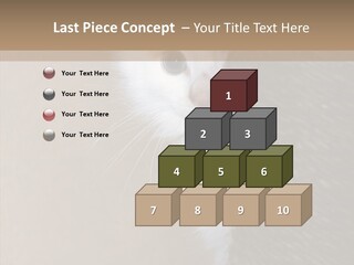 Fluffy Post Hiding PowerPoint Template