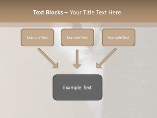 Fluffy Post Hiding PowerPoint Template
