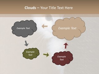 Fluffy Post Hiding PowerPoint Template