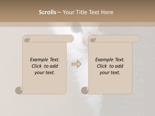 Fluffy Post Hiding PowerPoint Template