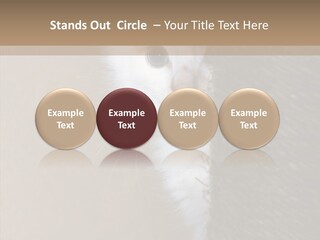 Fluffy Post Hiding PowerPoint Template