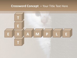 Fluffy Post Hiding PowerPoint Template