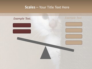 Fluffy Post Hiding PowerPoint Template