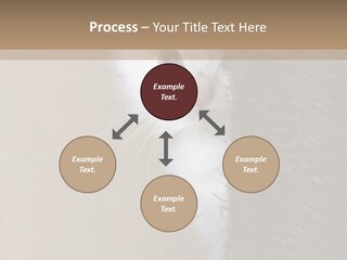 Fluffy Post Hiding PowerPoint Template