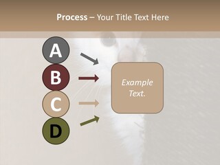 Fluffy Post Hiding PowerPoint Template